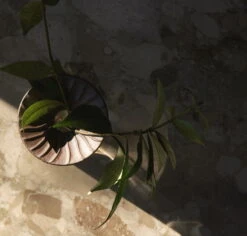 MENU Vase Cresco Propagation, Lot De 2 -Décoration D'Intérieur MENU Cresco Propagation Set 3